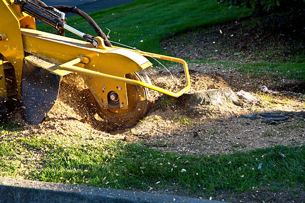 Tree Branch Trimming in Panama City Beach, FL